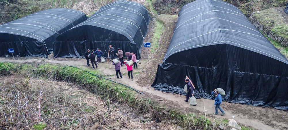 陕煤建设定点帮扶村：学哪吒永破万难   羊肚菌产业从“菌”疑到丰收蝶变