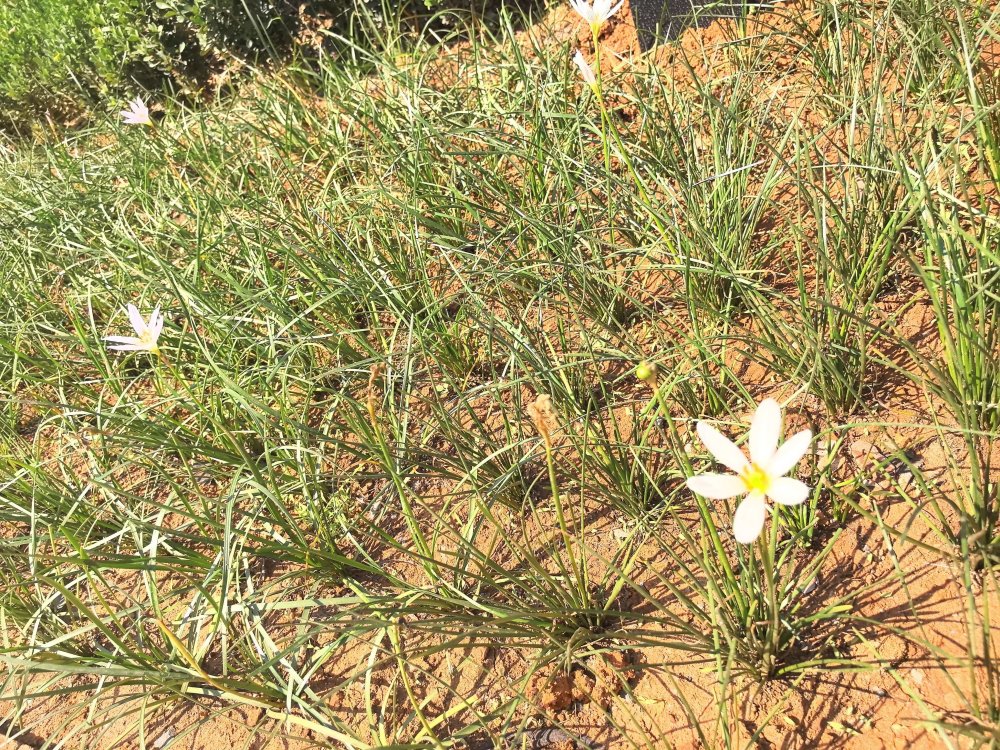 电厂花开时,奋斗自成章